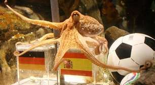 Você lembra com o polvo Paul? Saiba o que aconteceu com o vidente da Copa do Mundo de 2010