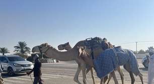 Com jóquei-robô e prêmios milionários, corrida de camelos é o verdadeiro esporte do Catar