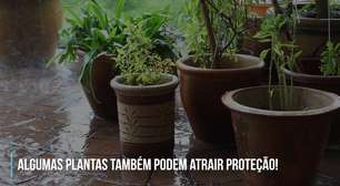 Saiba quais plantas atraem proteção para o lar