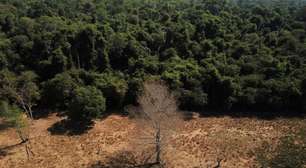 Banco Mundial vai emitir US$ 200 mi em crédito para reflorestamento da Amazônia