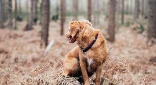 Cachorro de 30 anos quebra recorde de cão mais velho do mundo, segundo Guinness