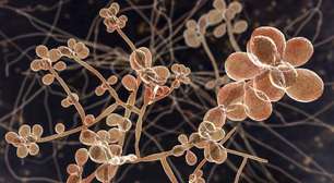 O fungo descoberto no Brasil que se espalha e já preocupa cientistas