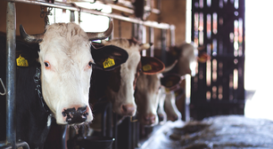 Explicando o veganismo em 5 partes de forma simples