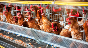 A importância dos ovos e a crueldade com as galinhas