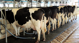 O que a indústria do leite não quer que você saiba