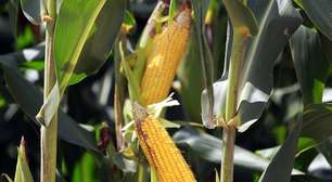 Plantio do milho segunda safra atinge 61% no Paraná