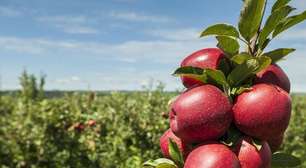 Projeção indica colheita de 67 mil/t de maçã safra 2023