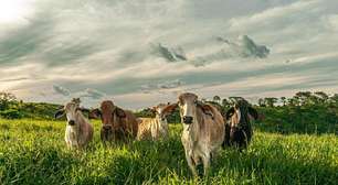 China suspende embargo à carne brasileira