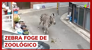 Zebra é recapturada após escapar de zoológico na Coreia do Sul