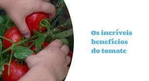 Tomate é melhor do que você imagina: veja os benefícios