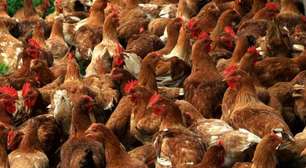 Gripe aviária: é possível se contaminar comendo carne de frango e ovos? Entenda