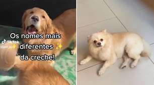 Creche de cães de SP revela os nomes mais diferentes dos seus 'aulunos' em vídeo hilário! ASSISTA