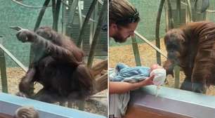 Fofa! Orangotango pede para ver recém-nascido de perto e viraliza. ASSISTA