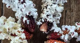 Multicolorida, espiga de pipoca orgânica estoura direto no micro-ondas