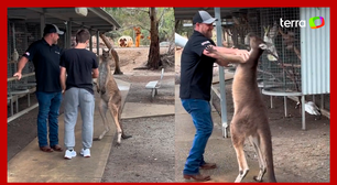 Canguru parte para cima e 'agride' turistas em zoológico na Austrália