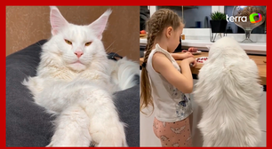 Gato 'gigante' do tamanho de uma criança faz sucesso nas redes sociais