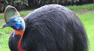 Notícias insólitas de animais pelo mundo