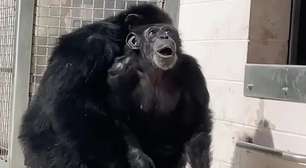 Vídeo mostra chimpanzé de 29 anos vendo o céu pela primeira vez em sua vida; veja