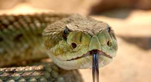 Estas são as serpentes mais venenosas do mundo