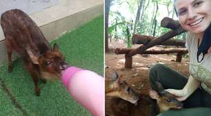 Bióloga adota filhote de veado-bororó órfã em Foz do Iguaçu (PR). Ameaçada de extinção