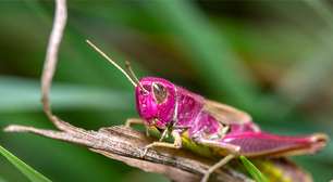 Fotógrafo amador flagra raro gafanhoto rosa em seu jardim