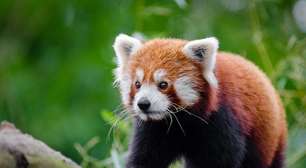 Panda-vermelho: Conheça a espécie que já marcou presença em produções da Disney