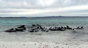 Morrem 51 baleias-piloto encalhadas no oeste da Austrália