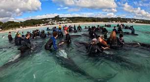 Morrem as 97 baleias-piloto encalhadas no oeste da Austrália