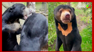 Zoológico da Inglaterra divulga imagens de 'urso que fica em pé' após polêmica na China