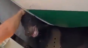Urso escapa de compartimento de carga em avião e causa pânico no Aeroporto de Dubai