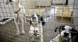 Lei de SP proíbe a venda de animais em pet shops e sites