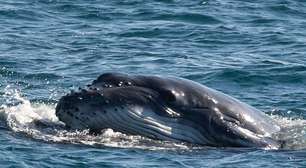 Baleia carrega filhote sobre a cabeça no litoral de SP; veja vídeo