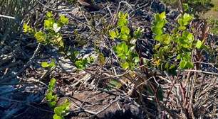 Como é a nova espécie de planta parente das azeitonas encontrada em Minas