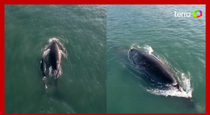 Baleias-francas fazem aparição e encantam pessoas no Porto de Santos