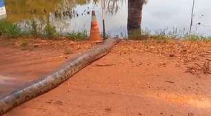 Biólogo flagra imagem rara de sucuri de 6 metros entrando em lago