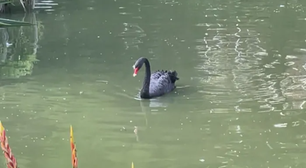 Homem é preso por suspeita de furtar e matar cisne-negro símbolo de parque no RJ