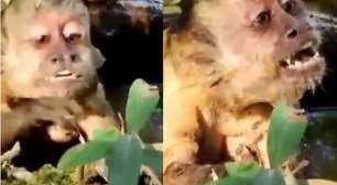 Macaco agoniza enrolado por sucuri e é salvo por turistas