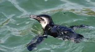 Pinguim morre intoxicado após encantar banhistas no Rio