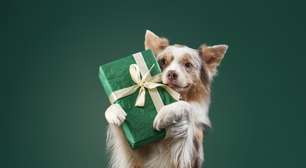 10 sugestões de presentes para cachorro