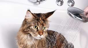 Por que não é recomendado dar banho em gatos?
