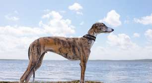 5 raças de cachorro mais rápidas do mundo