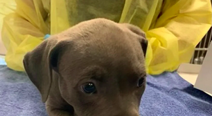 Pitbull tem overdose e é salvo por policiais nos EUA; entenda