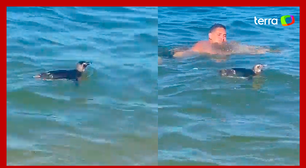 Pinguim surpreende e nada próximo a banhistas em praia no RJ
