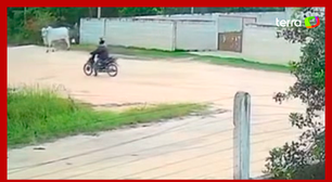 Motociclista é atacado por boi quando passava por estrada no Espírito Santo