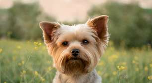 6 tipos de tosa para cachorros da raça yorkshire