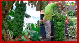Agricultor impressiona ao colher cacho de banana gigante no interior de SP