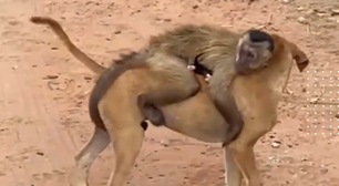 Chico, macaco que 'raptou' filhotes de gato e cachorro, é resgatado pelo Ibama