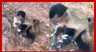 Macaco aterroriza moradores com 'sequestros' de filhotes de gato e cachorro no Piauí