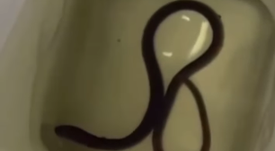Moradora do DF encontra cobra dentro de vaso sanitário de casa: 'Levei um susto tão grande'
