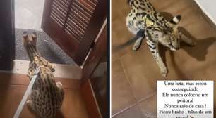 MC Oruam e adestrador passam perrengue para pôr coleira em gato de R$ 100 mil: 'Quase perdi o dedo'